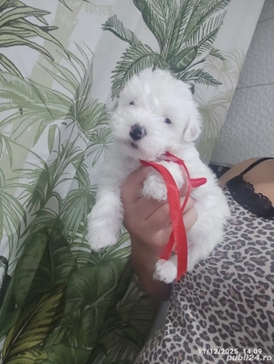 Bichon Havanez toy - imagine 4