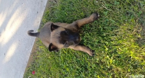 caței ciobănesc belgian malinois  - imagine 5