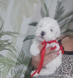 Bichon Havanez toy - imagine 5