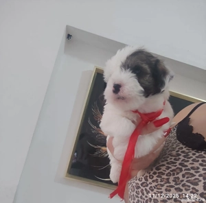 Bichon Havanez talie mica  - imagine 2