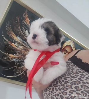 Bichon Havanez talie mica  - imagine 5