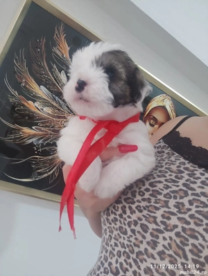 Bichon Havanez talie mica  - imagine 4