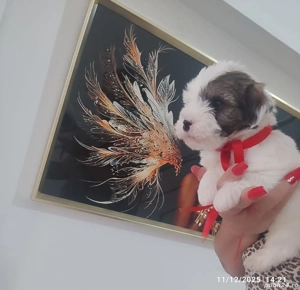 Bichon Havanez talie mica  - imagine 3