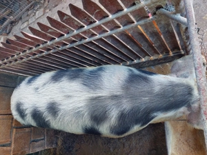 Ultima bucată!!! Porc de carne Pietrean!!! - imagine 2