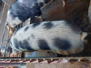 Ultima bucată!!! Porc de carne Pietrean!!! - imagine 3