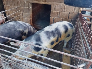 Ultima bucată!!! Porc de carne Pietrean!!! - imagine 4