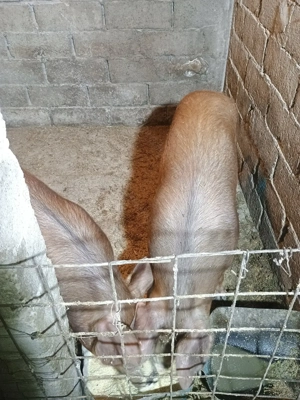 Metis DUROC de vânzare. Greutate intre 60-70kg. Preț 950 negociabil.  - imagine 2