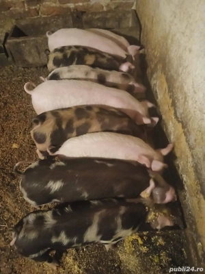 purcei 25,28 kg vaccinați..