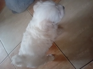 Vând căței bichon! - imagine 3