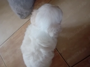 Vând căței bichon! - imagine 4