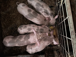 Purcei pietrean de vânzare  - imagine 3