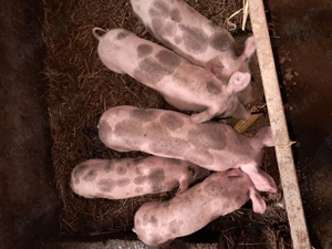 Purcei pietrean de vânzare  - imagine 2