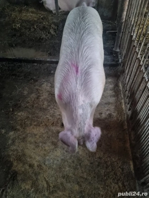 Porci carne - imagine 2