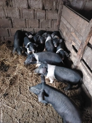 Vand purcei bazna - imagine 2