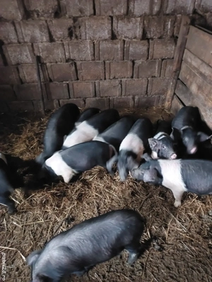 Vand purcei bazna - imagine 4