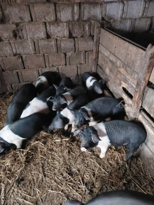 Vand purcei bazna - imagine 3