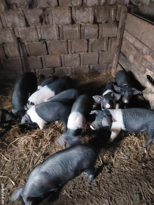 Vand purcei bazna - imagine 5