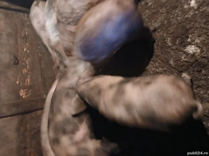 De vânzare - imagine 2