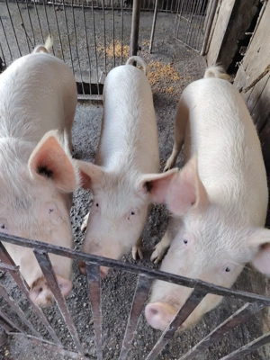 Porci in Paulian  - imagine 2