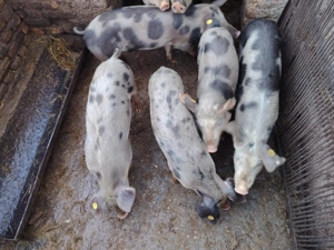 Suntem în căutare de o noua casuta - imagine 5