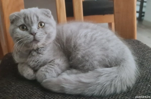 Scottish fold pui - imagine 2