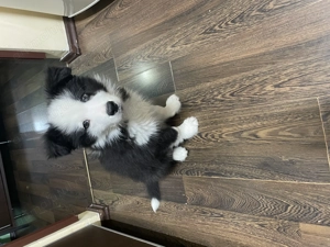 Pui Border colie - imagine 2