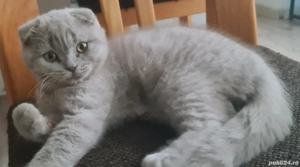 Scottish fold pui - imagine 3
