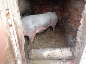 Porc de taiat de carne - imagine 2