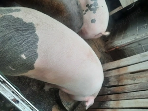 Porci de vanzare - imagine 4