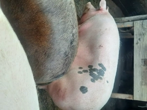 Porci de vanzare - imagine 2