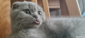 Scottish fold pui - imagine 4