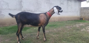 Capra Anglo Nubian