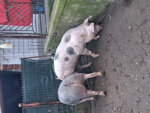 Vând scrofițe 90 -100 kg - imagine 2