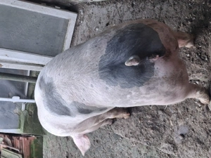 Vând scrofițe 90 -100 kg