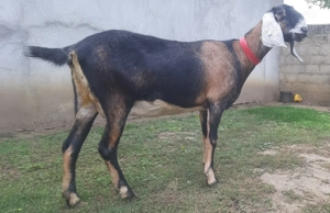 Capra Anglo Nubian - imagine 4