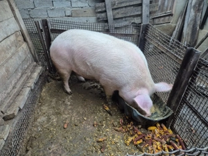 Porc de carne  in Pascani - imagine 3