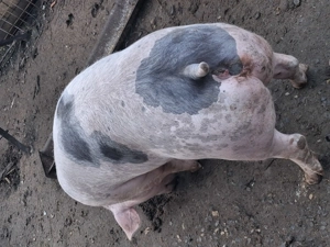 Vând scrofițe 90 -100 kg - imagine 3