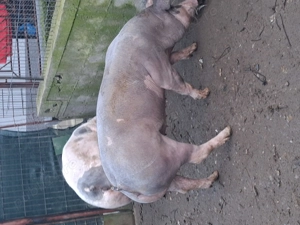 Vând scrofițe 90 -100 kg - imagine 4