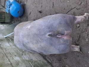 Vând scrofițe 90 -100 kg - imagine 5