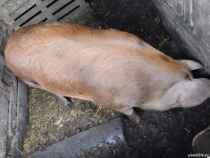 Astăzi valabil! 23 mil  170 kg. - imagine 3