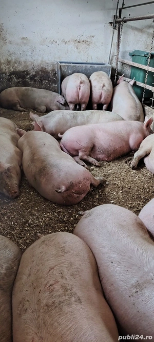 porci de carne  - imagine 4