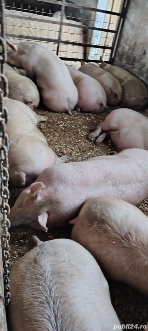 porci de carne  - imagine 2