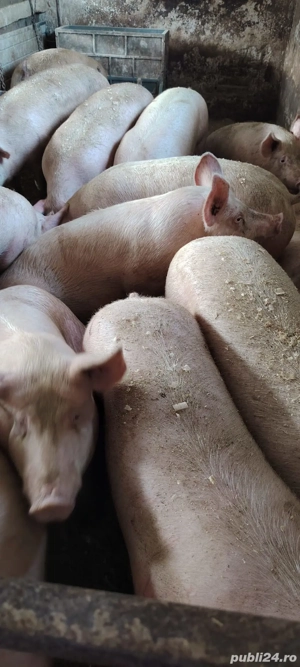 porci de carne  - imagine 3