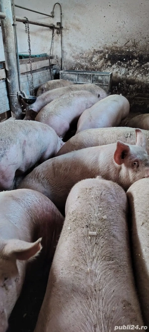 porci de carne  - imagine 5