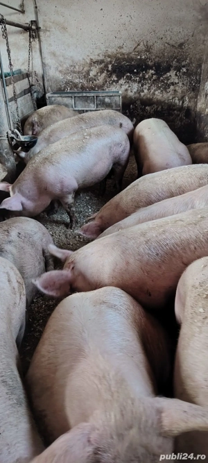 porci de carne  - imagine 5