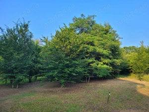 Teren 2500 mp lac Snagov - imagine 3