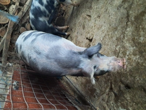 Porci 100-300kg - imagine 2