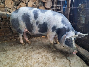 Porci 100-300kg - imagine 4