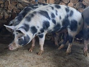 Porci 100-300kg - imagine 5