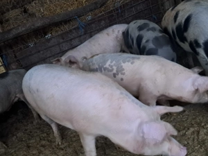 Porci 100-300kg - imagine 3